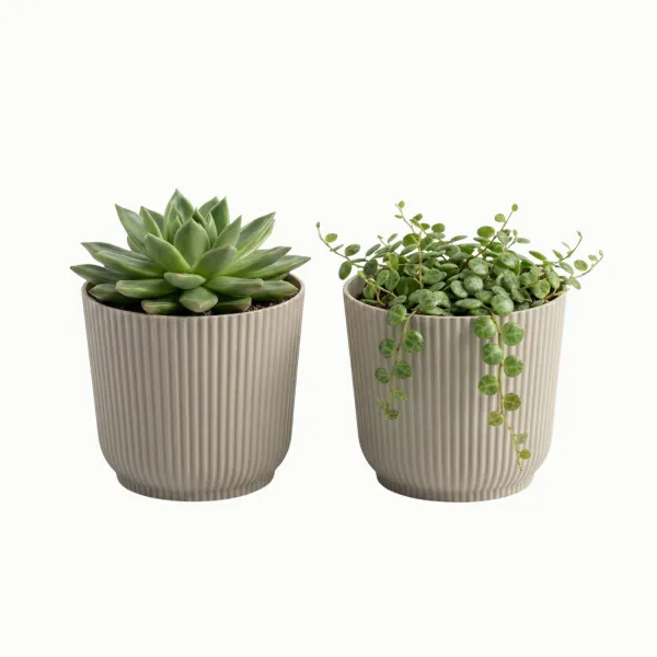 Kit 2 Cachepot Talin 11cm PP Pote 11 Sucu...