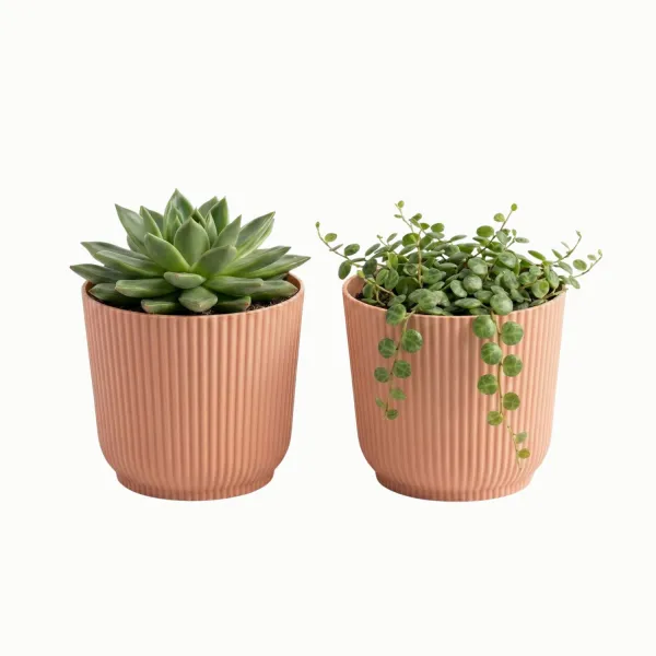 Kit 2 Cachepot Talin 11cm PP Pote 11 Sucu...